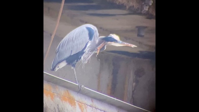 Garza Azulada (grupo herodias) - ML646828352