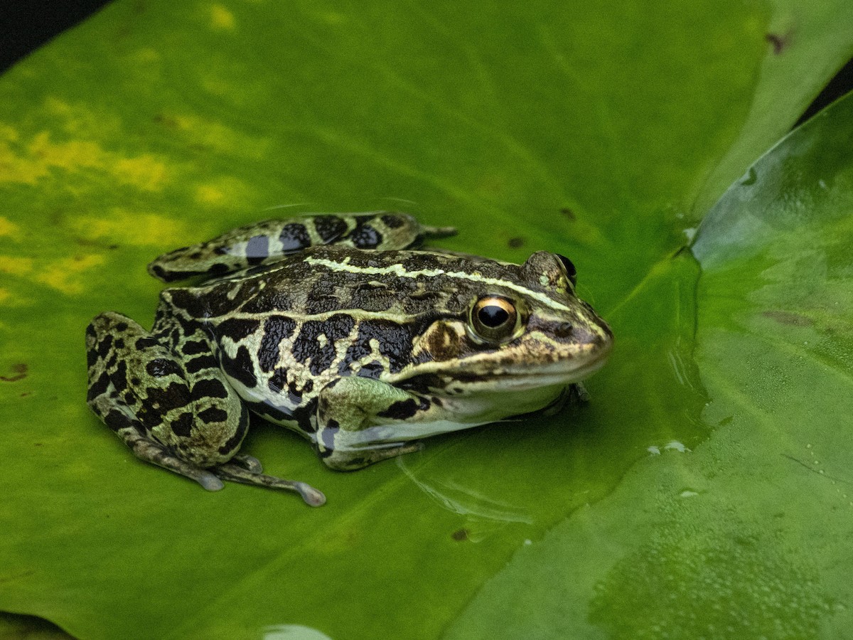 トノサマガエル - ML646828353