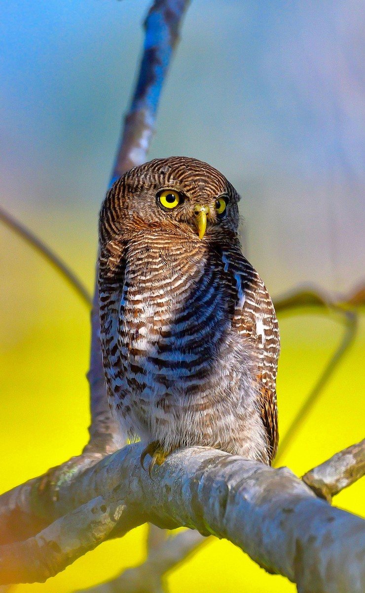 モリスズメフクロウ - ML646828357