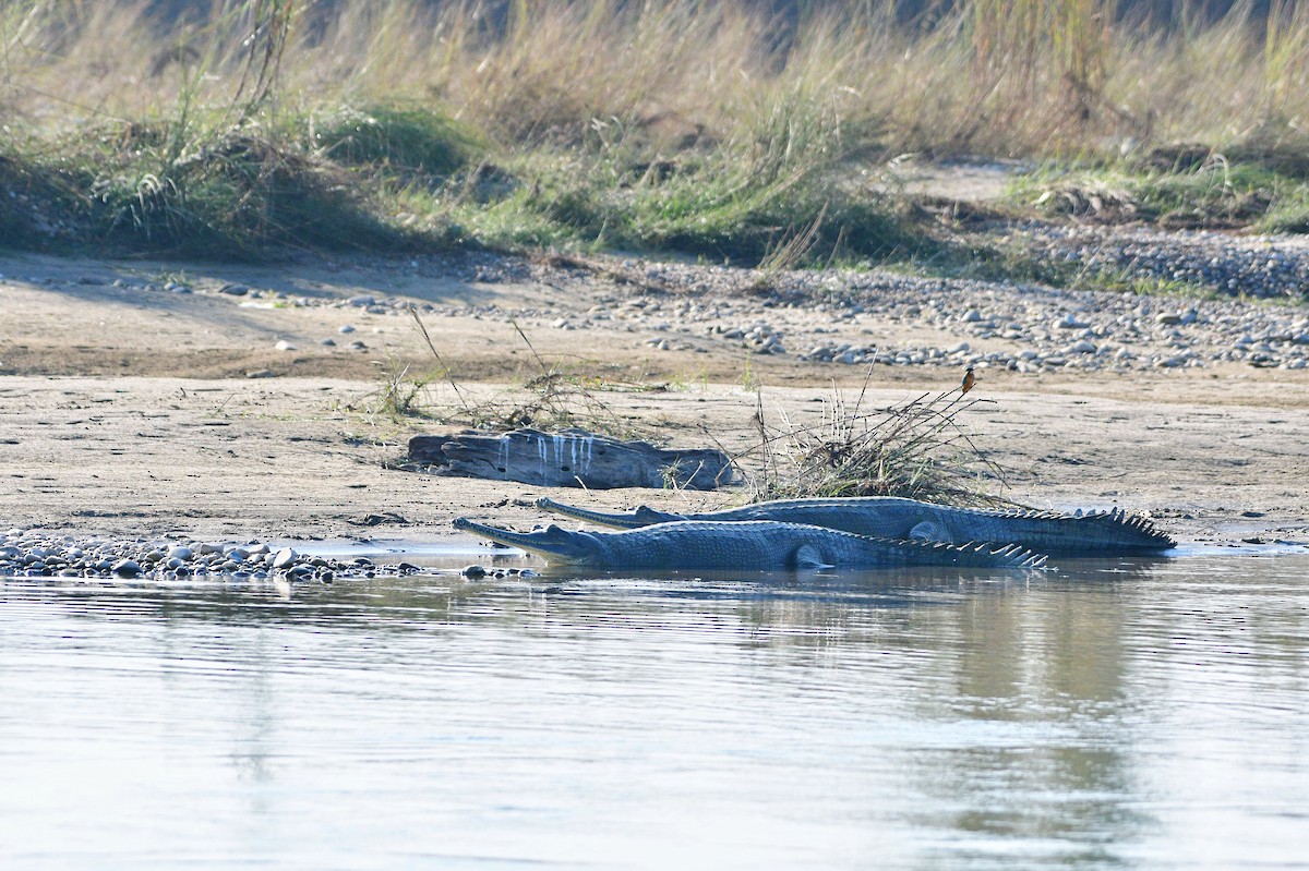 カワセミ（atthis グループ） - ML646828358
