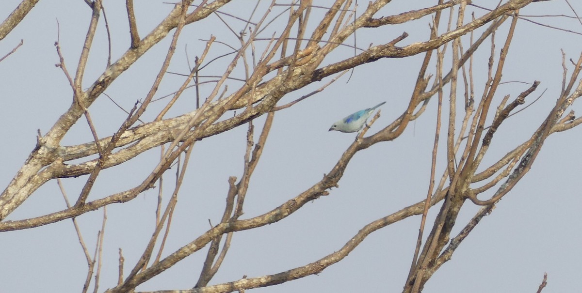 Blue-gray Tanager - ML646828359