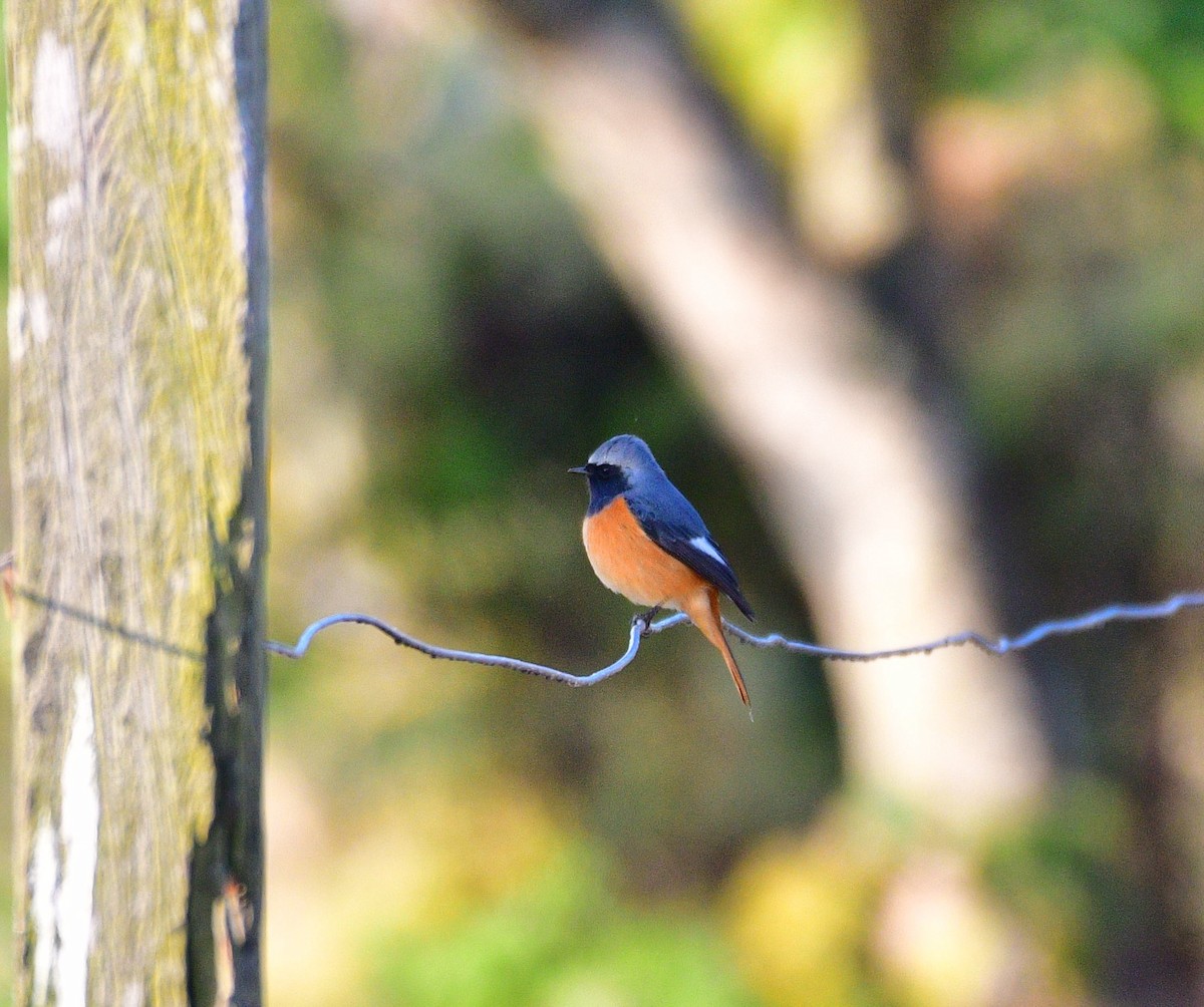 ハイバネジョウビタキ - ML646828360