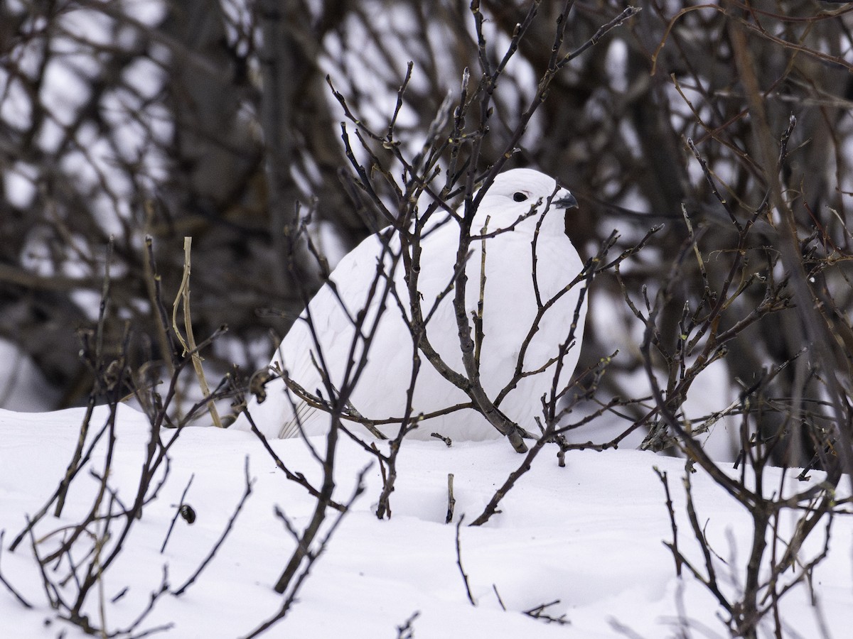 Kar Tavuğu - ML646828362