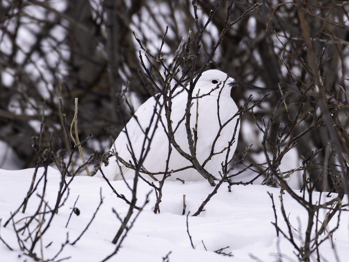 Kar Tavuğu - ML646828363