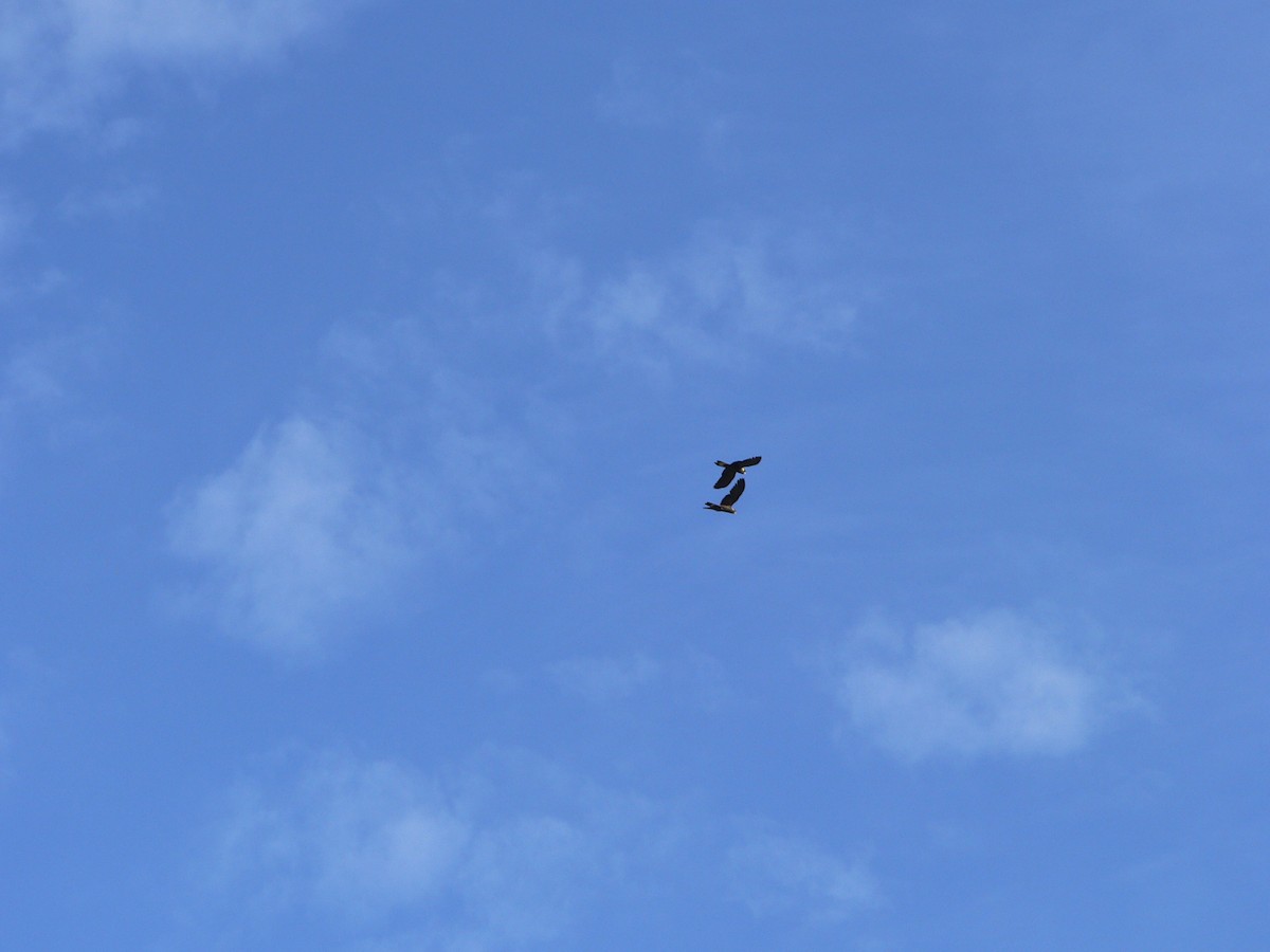 Yellow-tailed Black-Cockatoo - ML646828372
