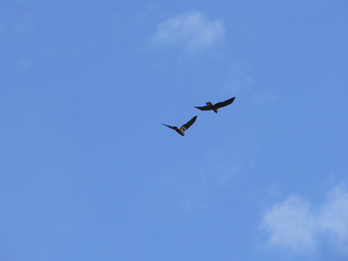 Yellow-tailed Black-Cockatoo - ML646828373