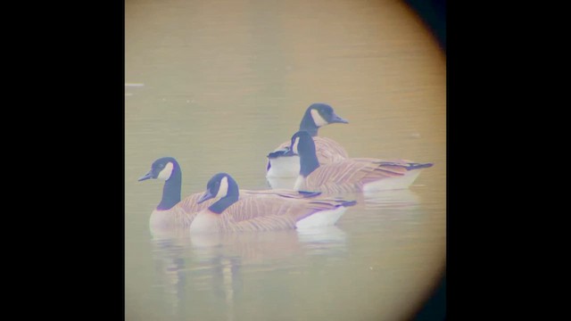 Canada Goose - ML646828375