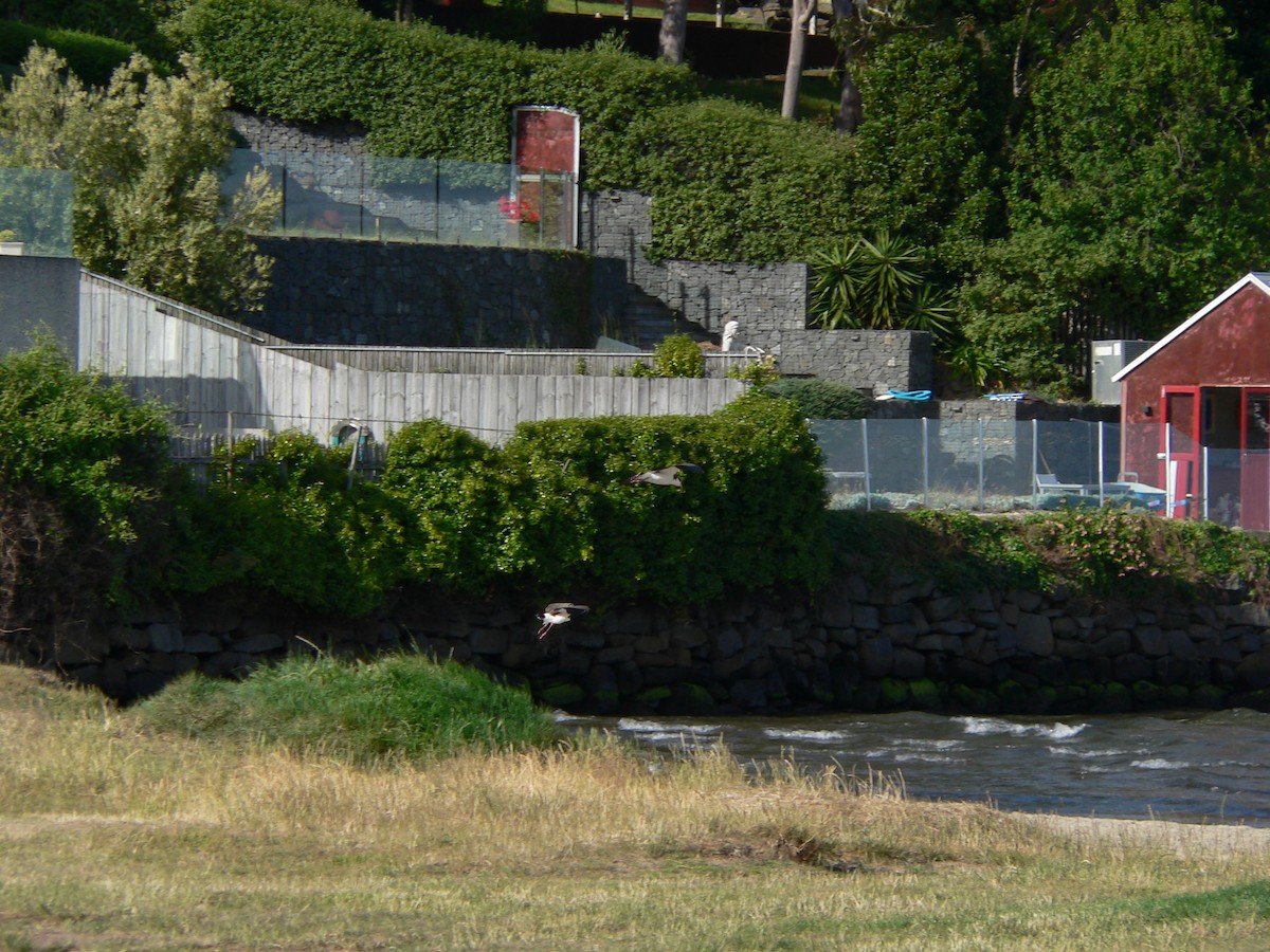 Masked Lapwing (Black-shouldered) - ML646828377