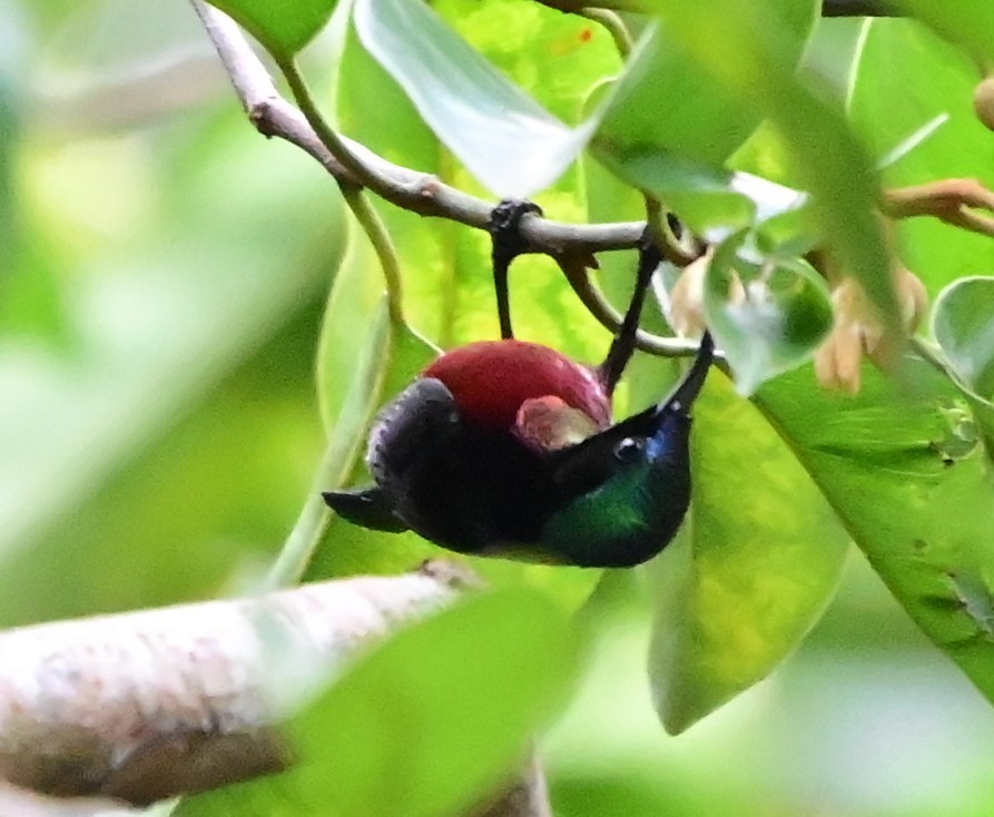 Van Hasselt's Sunbird - ML646828380