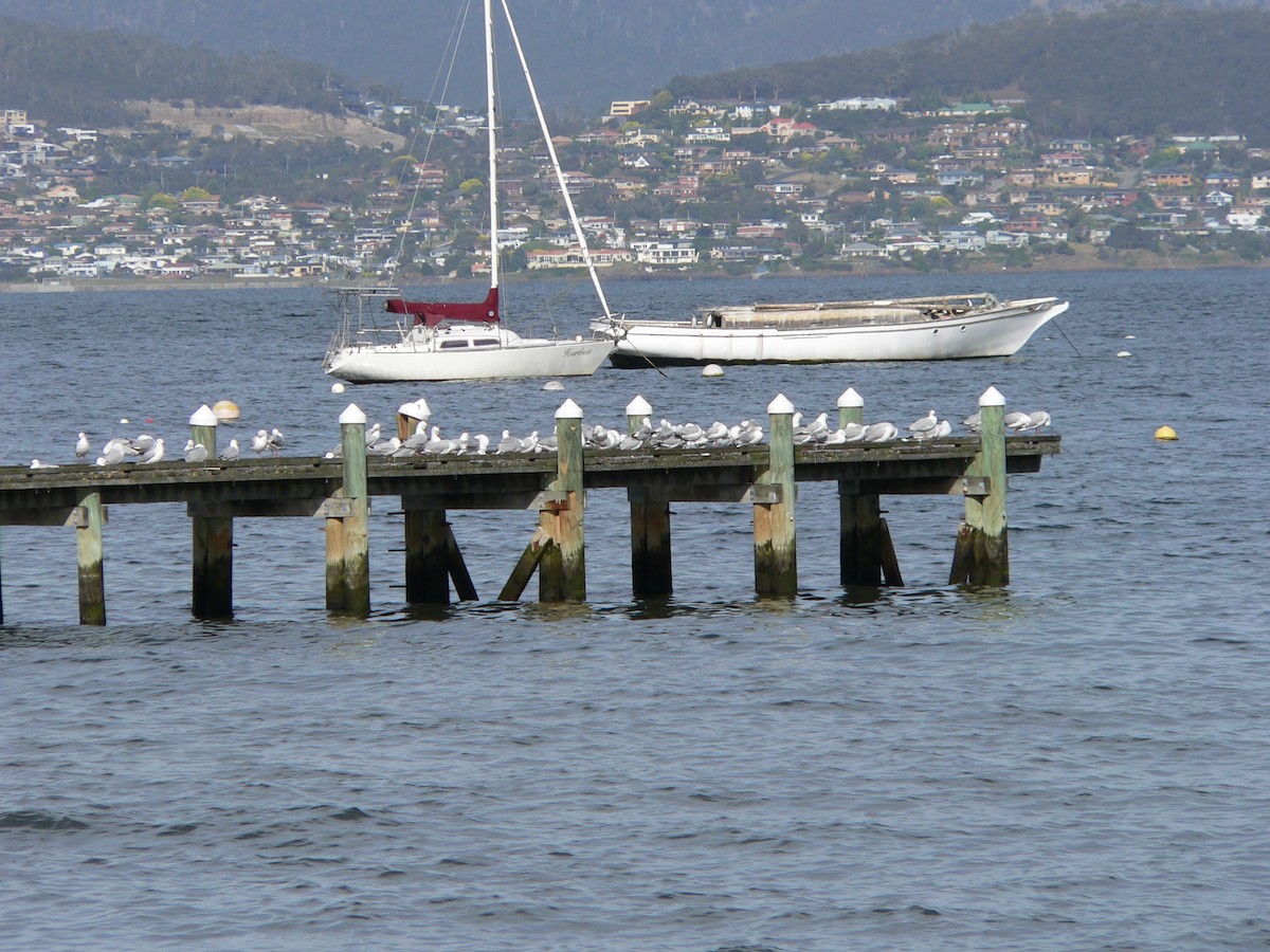 Zilar-antxeta - ML646828383