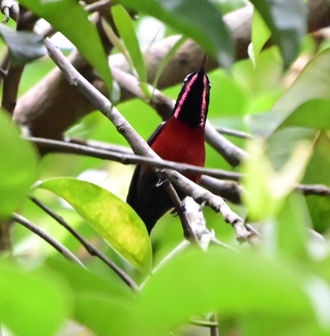 Van Hasselt's Sunbird - ML646828384