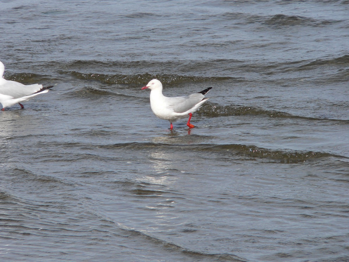 Zilar-antxeta - ML646828385