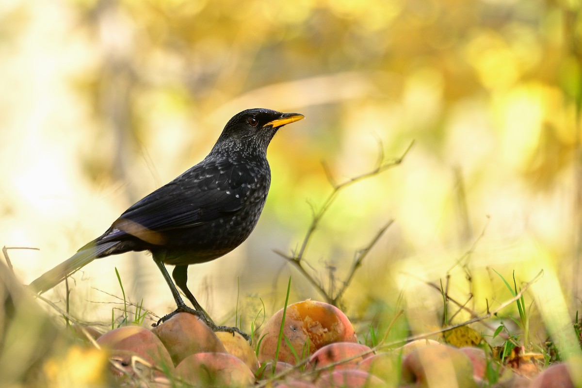 Blue Whistling-Thrush - ML646828386