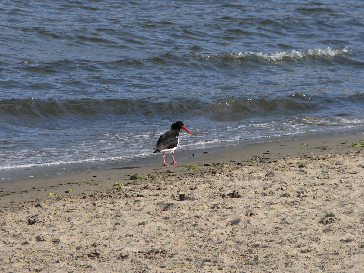 Pied Oystercatcher - ML646828387