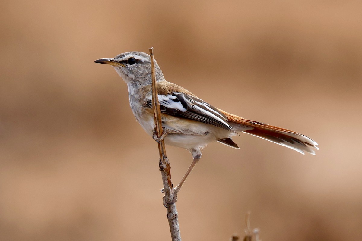 Buztantente bularpikarta - ML646828388