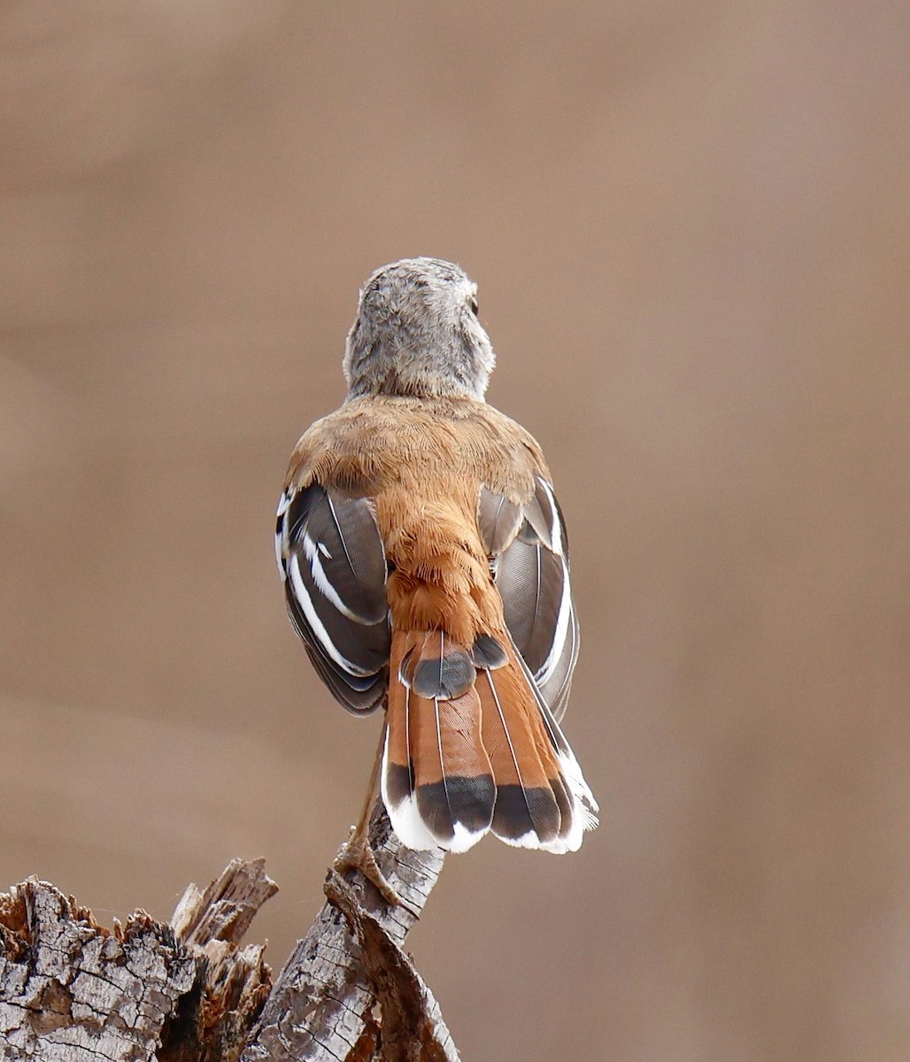 Buztantente bularpikarta - ML646828389