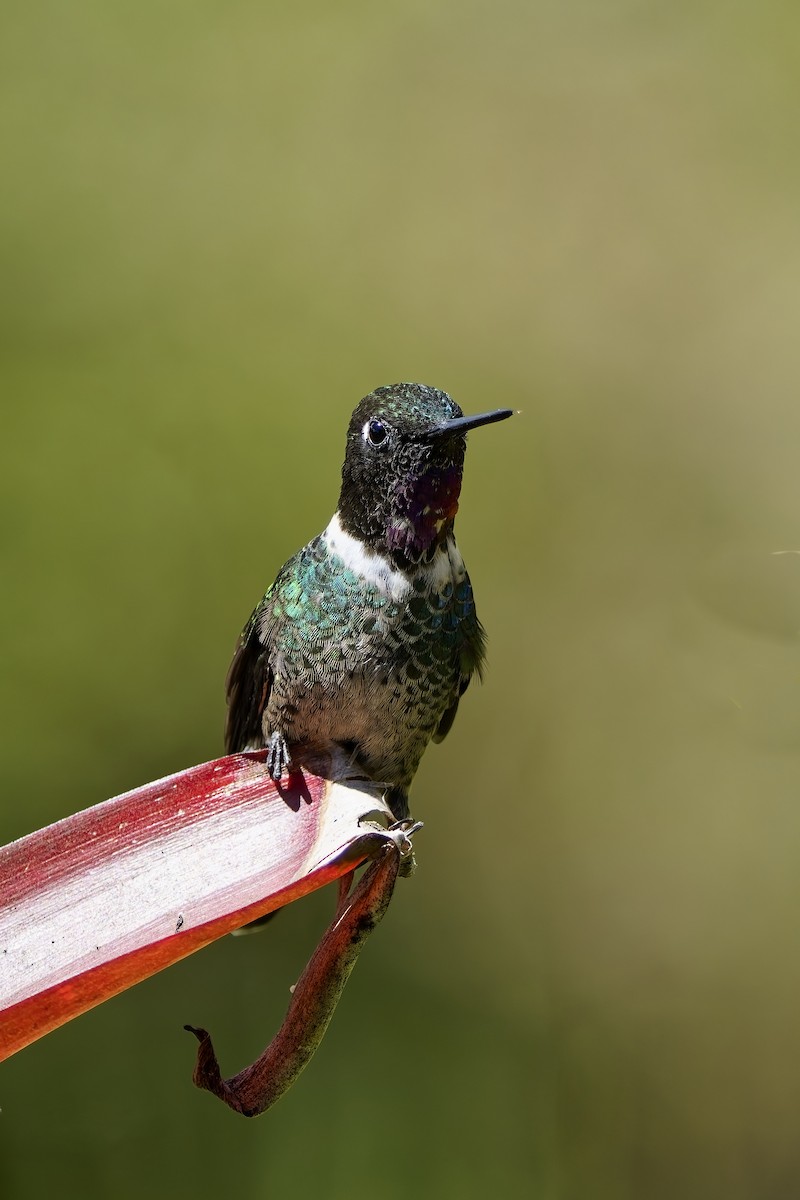 Longuemare's Sunangel - ML646828390