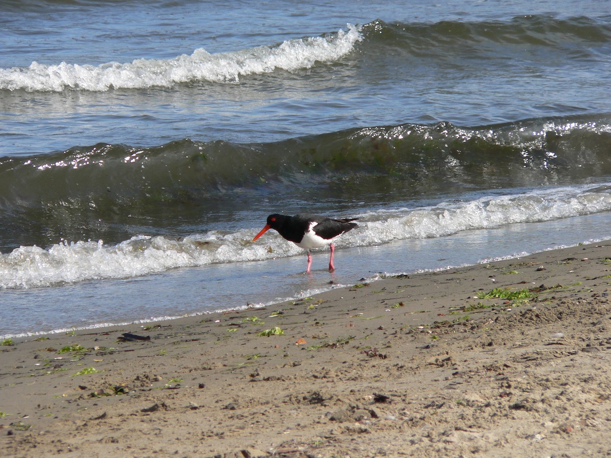 Pied Oystercatcher - ML646828391