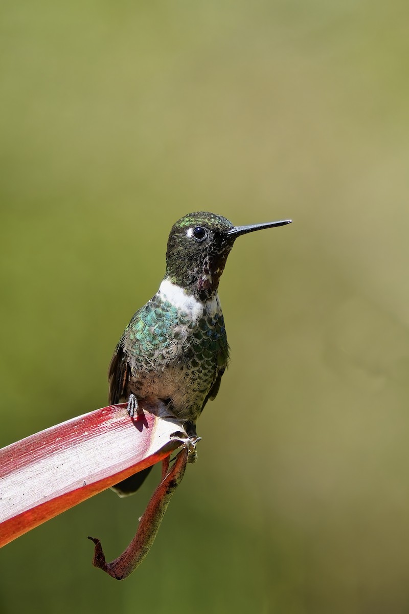 Longuemare's Sunangel - ML646828392