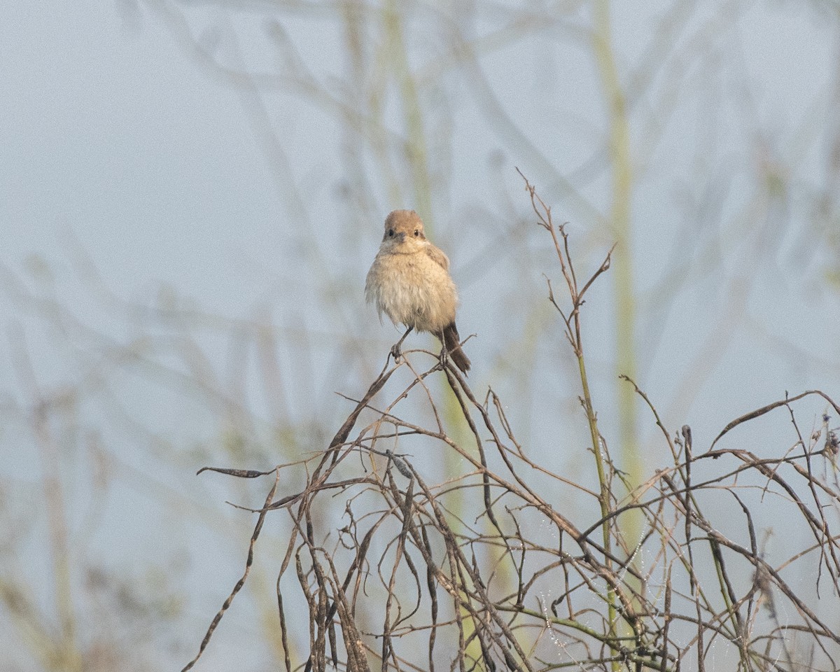 Isabellwürger - ML646828393