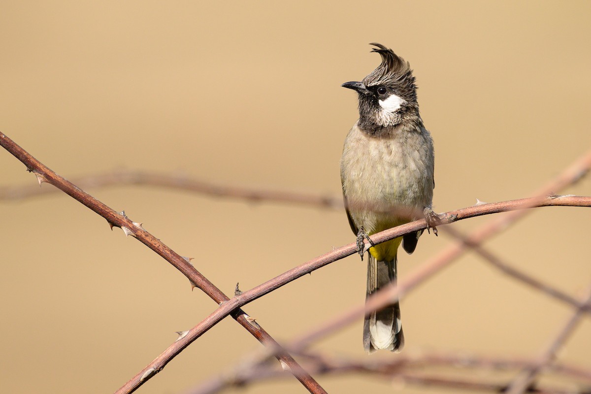 Himalayan Bulbul - ML646828394