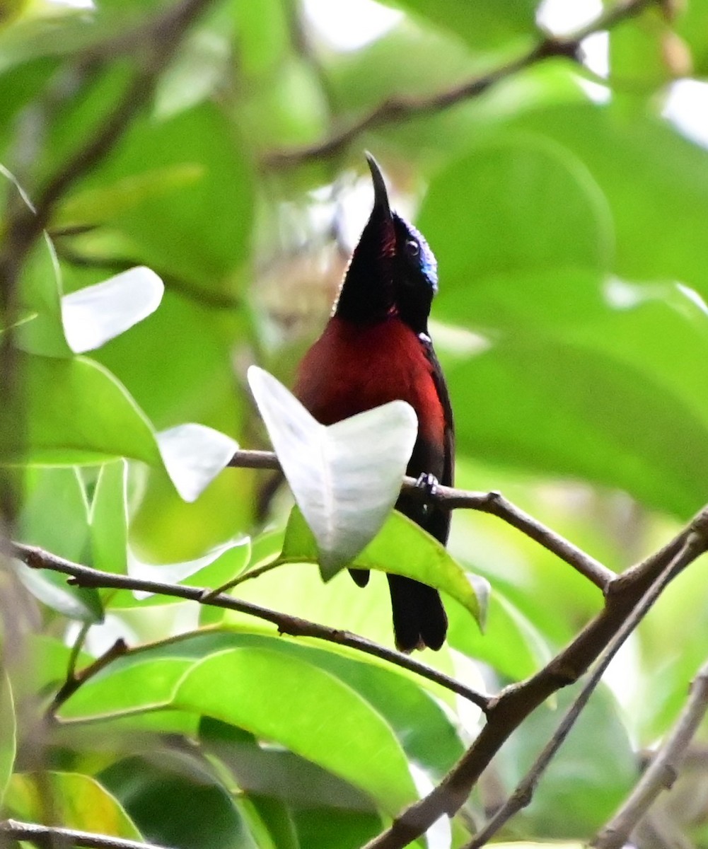 Van Hasselt's Sunbird - ML646828396