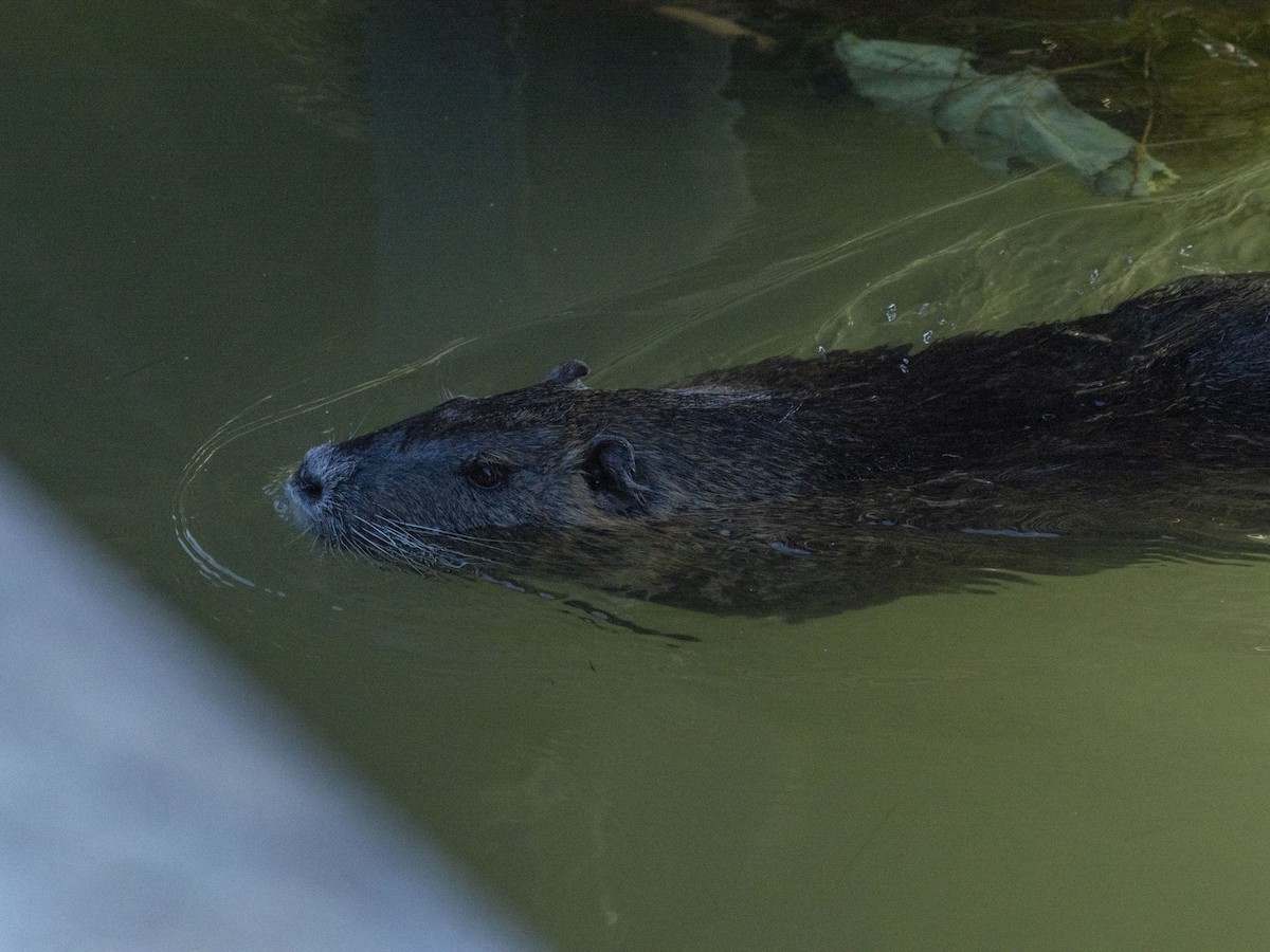 ヌートリア - ML646828397