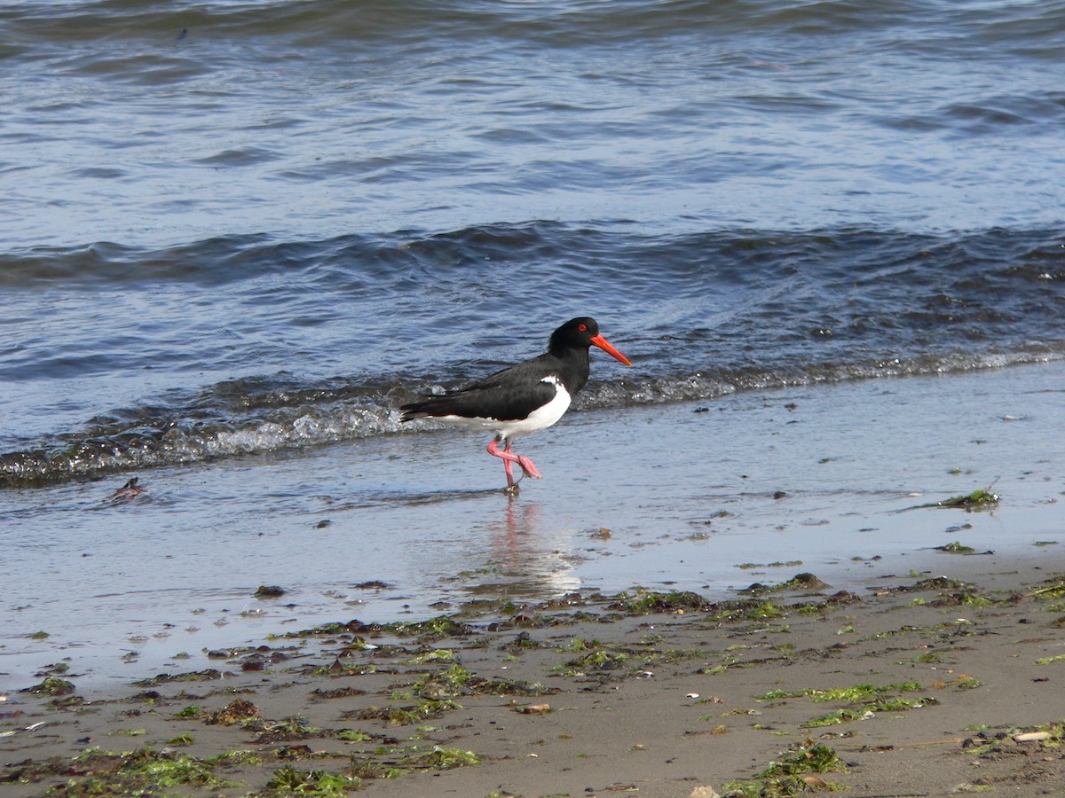 Pied Oystercatcher - ML646828398