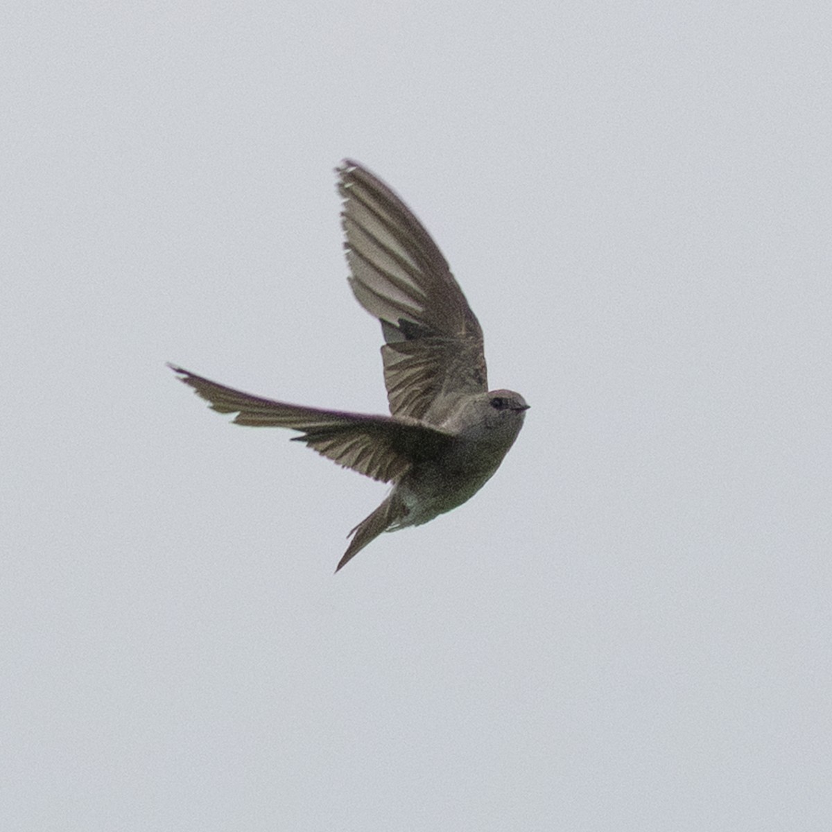 Plain Martin - ML646828399