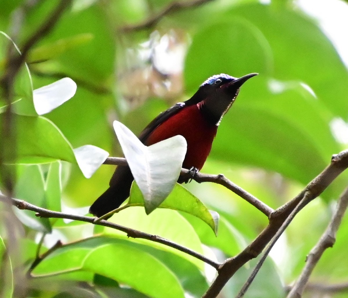 Van Hasselt's Sunbird - ML646828400