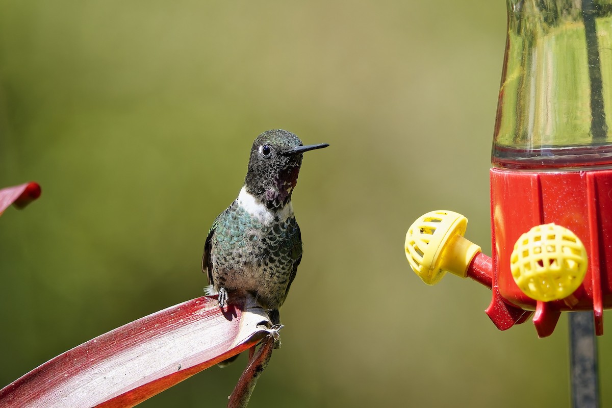 Longuemare's Sunangel - ML646828401