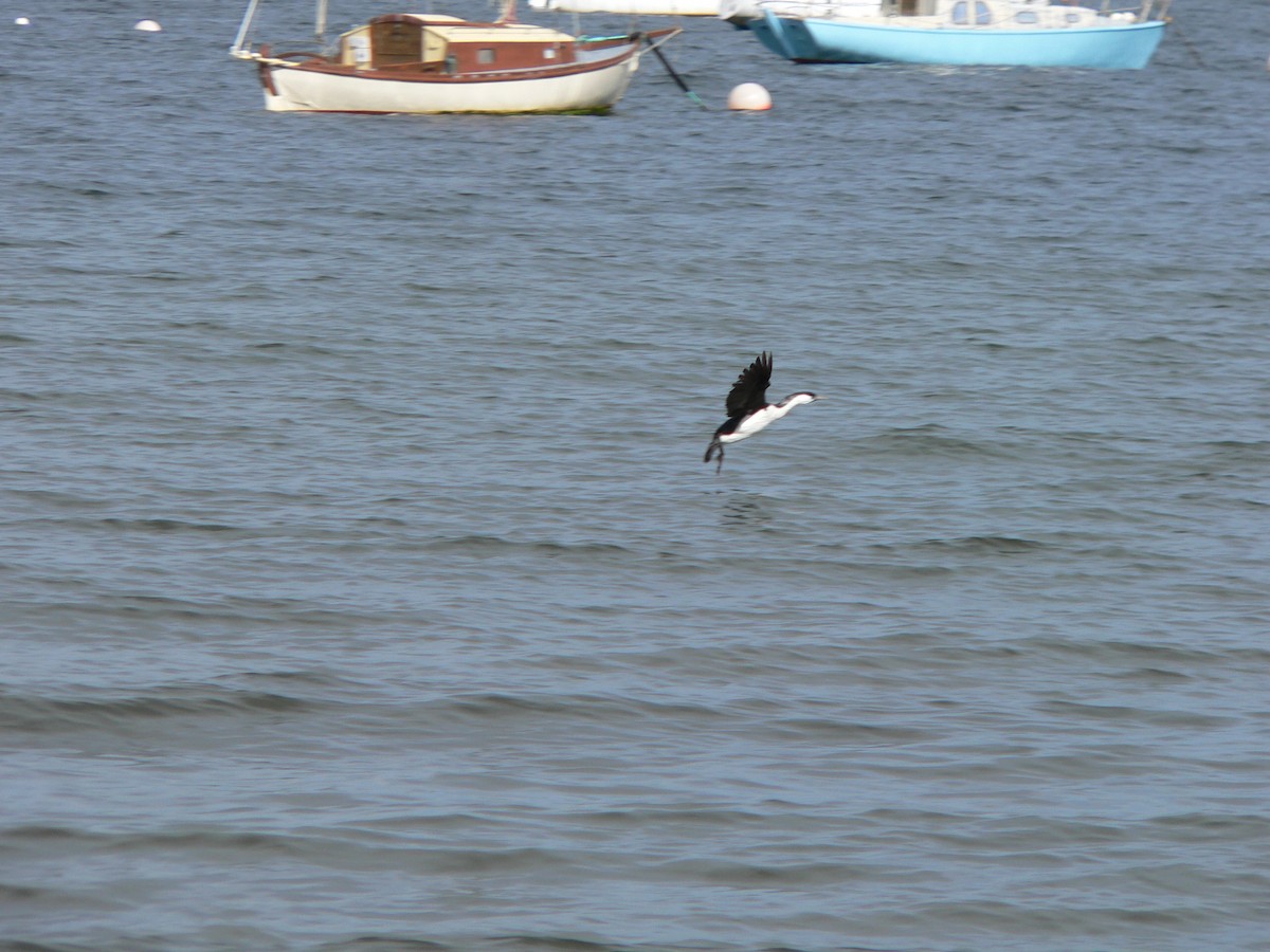 Black-faced Cormorant - ML646828404