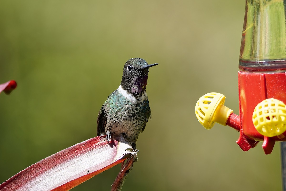 Longuemare's Sunangel - ML646828405