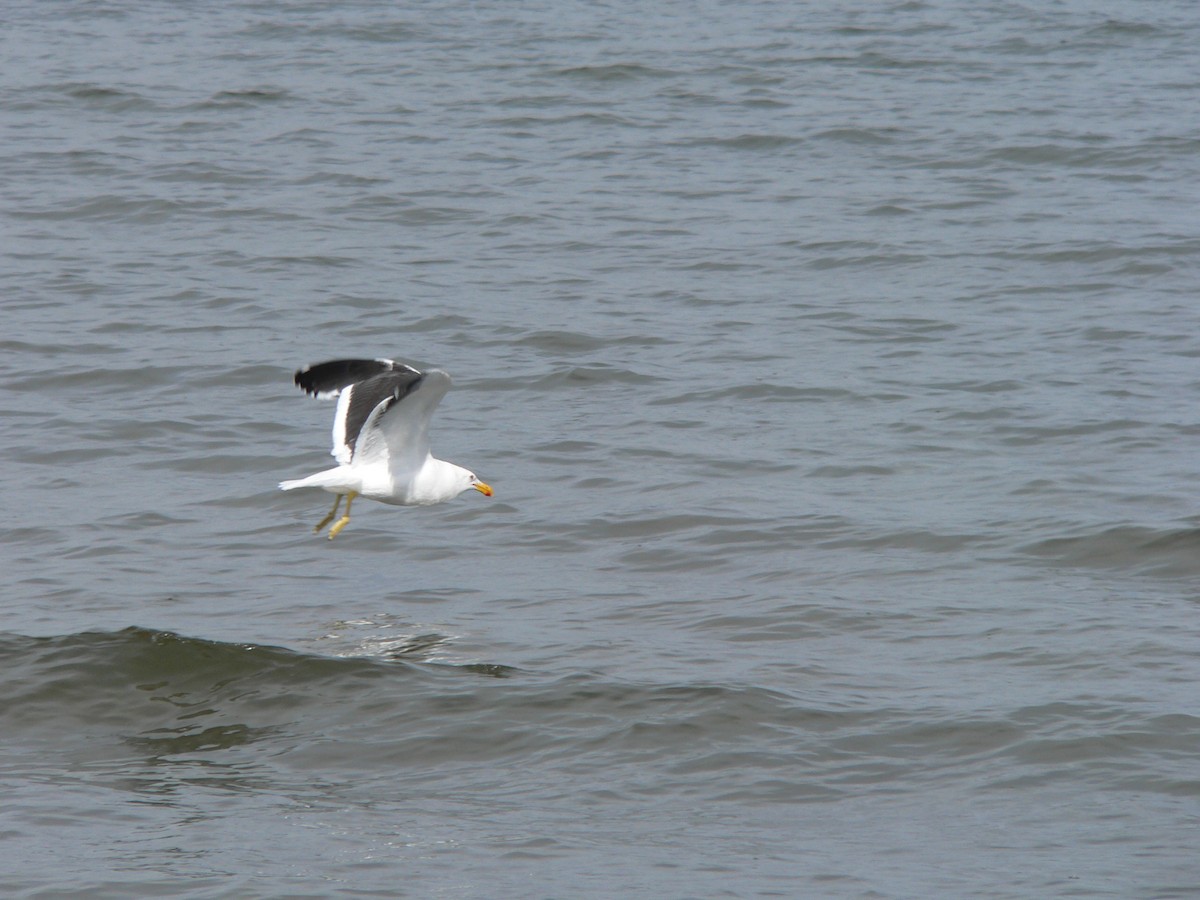Kelp Gull - ML646828407