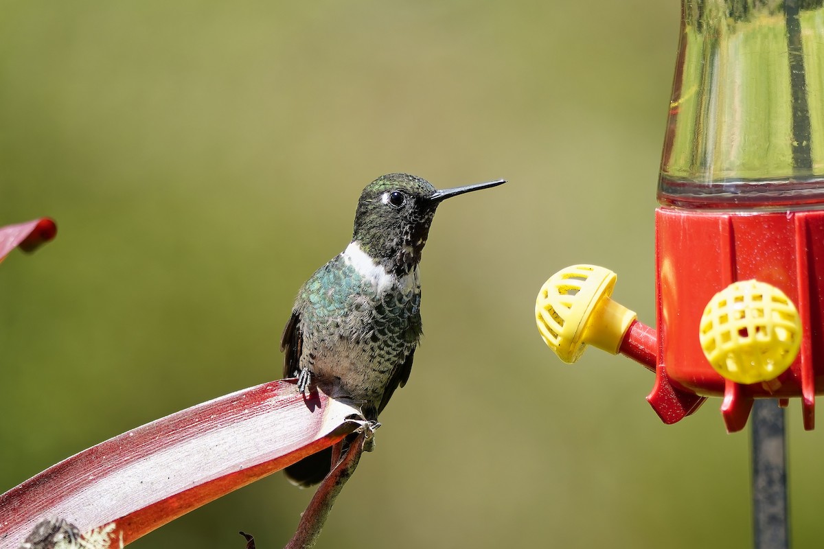 Longuemare's Sunangel - ML646828408