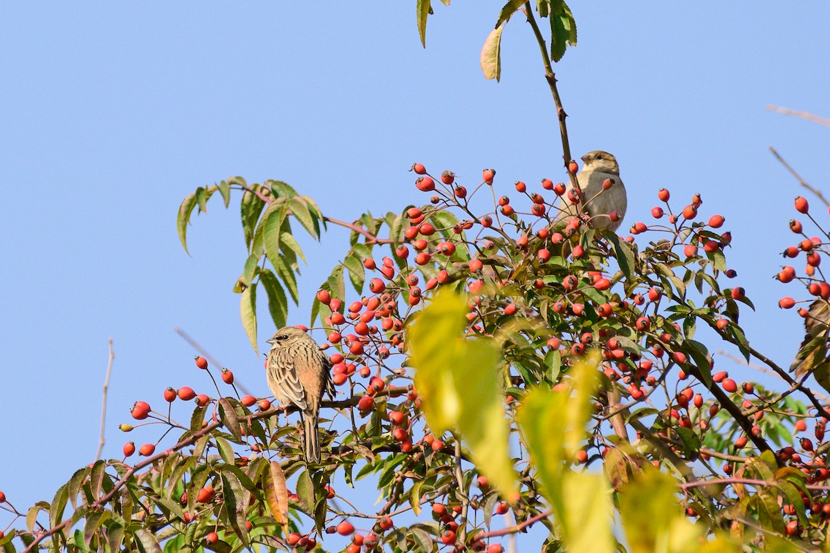 Rock Bunting - ML646828409