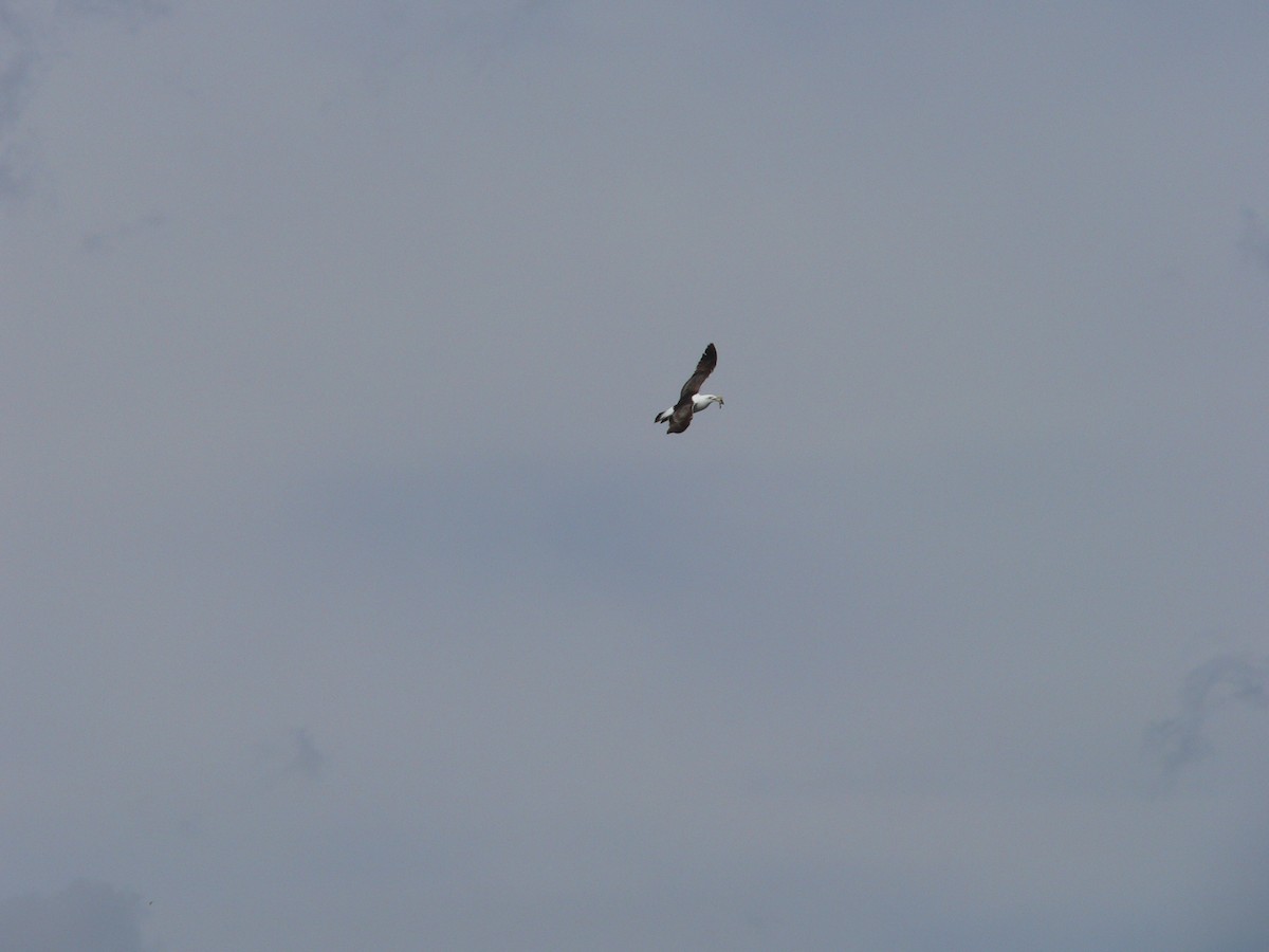 Kelp Gull - ML646828410