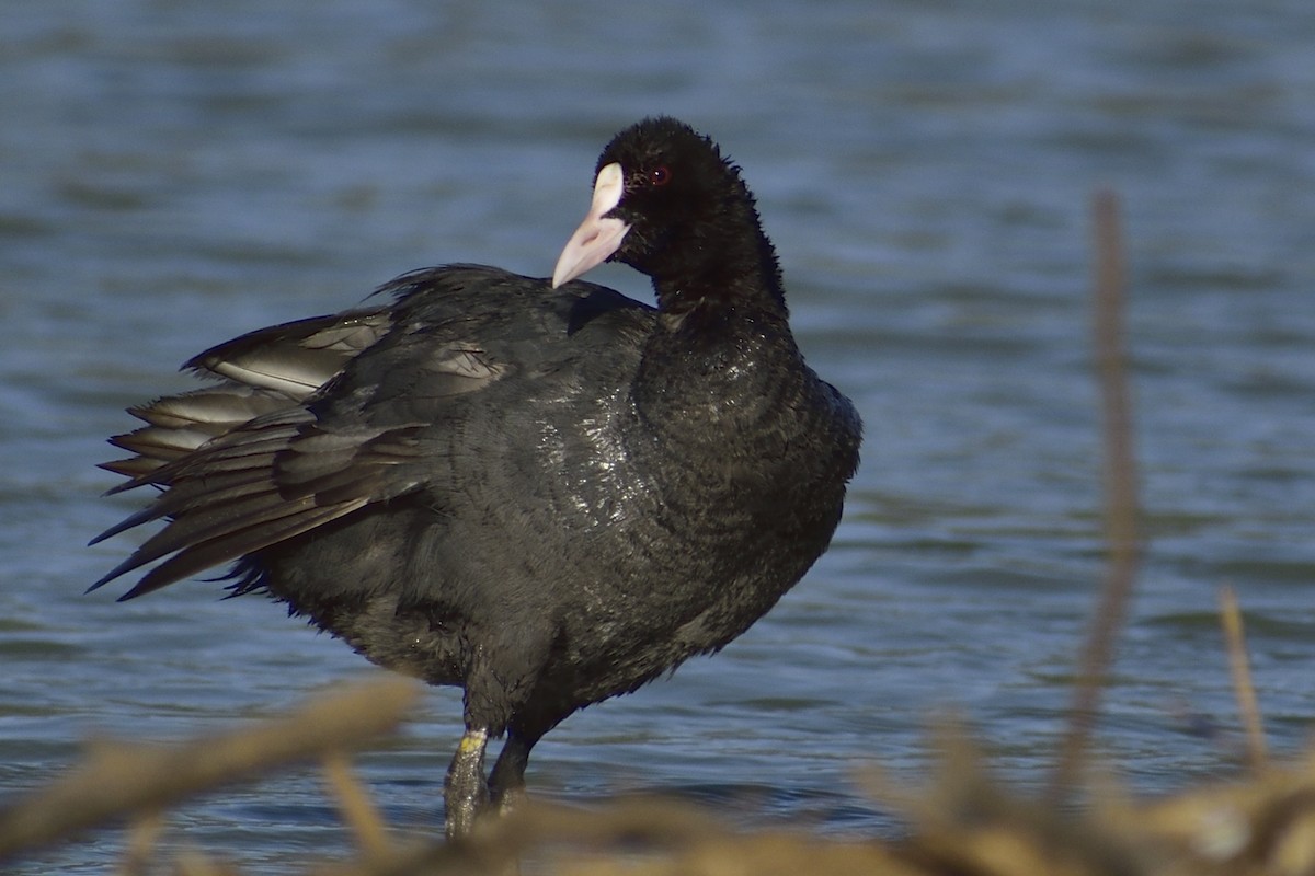 Eurasian Coot - ML646828411