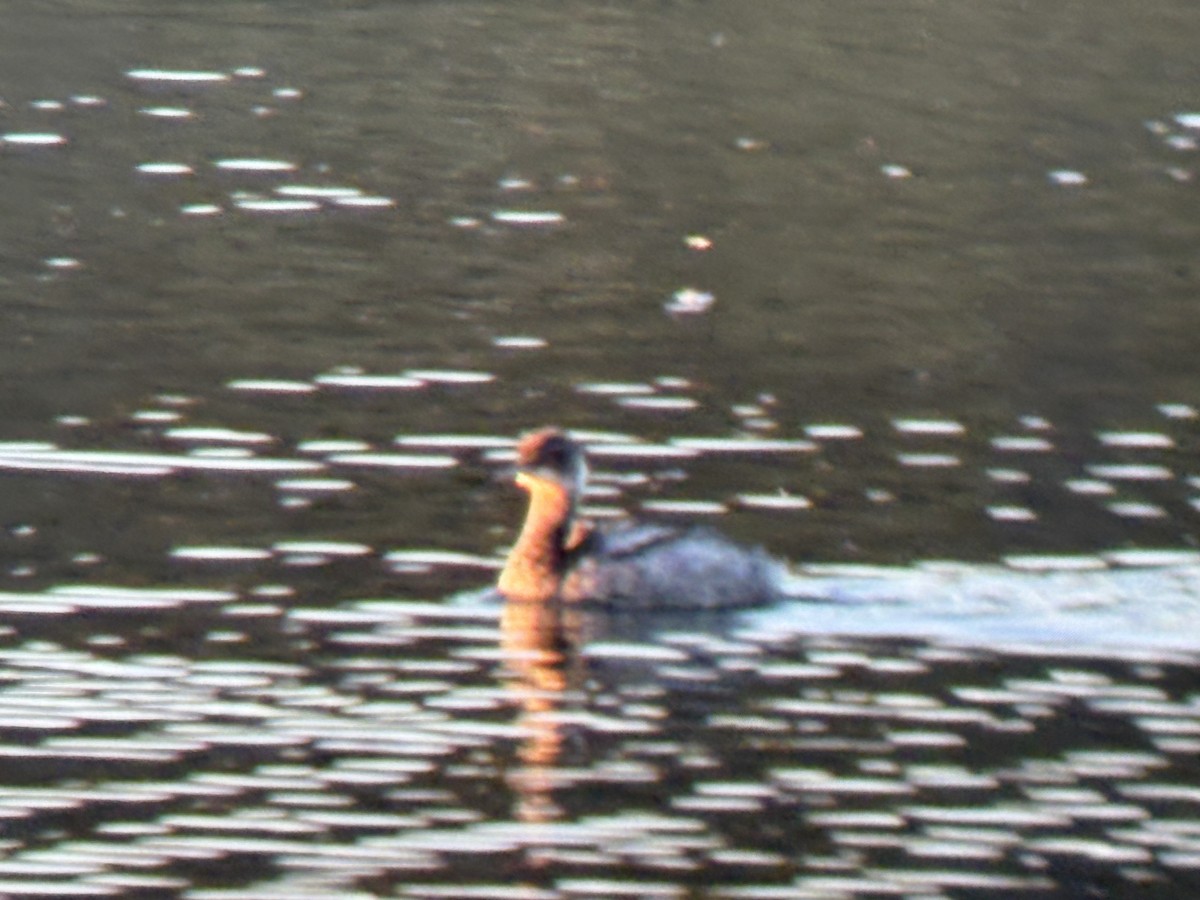 Eared Grebe - ML646828414