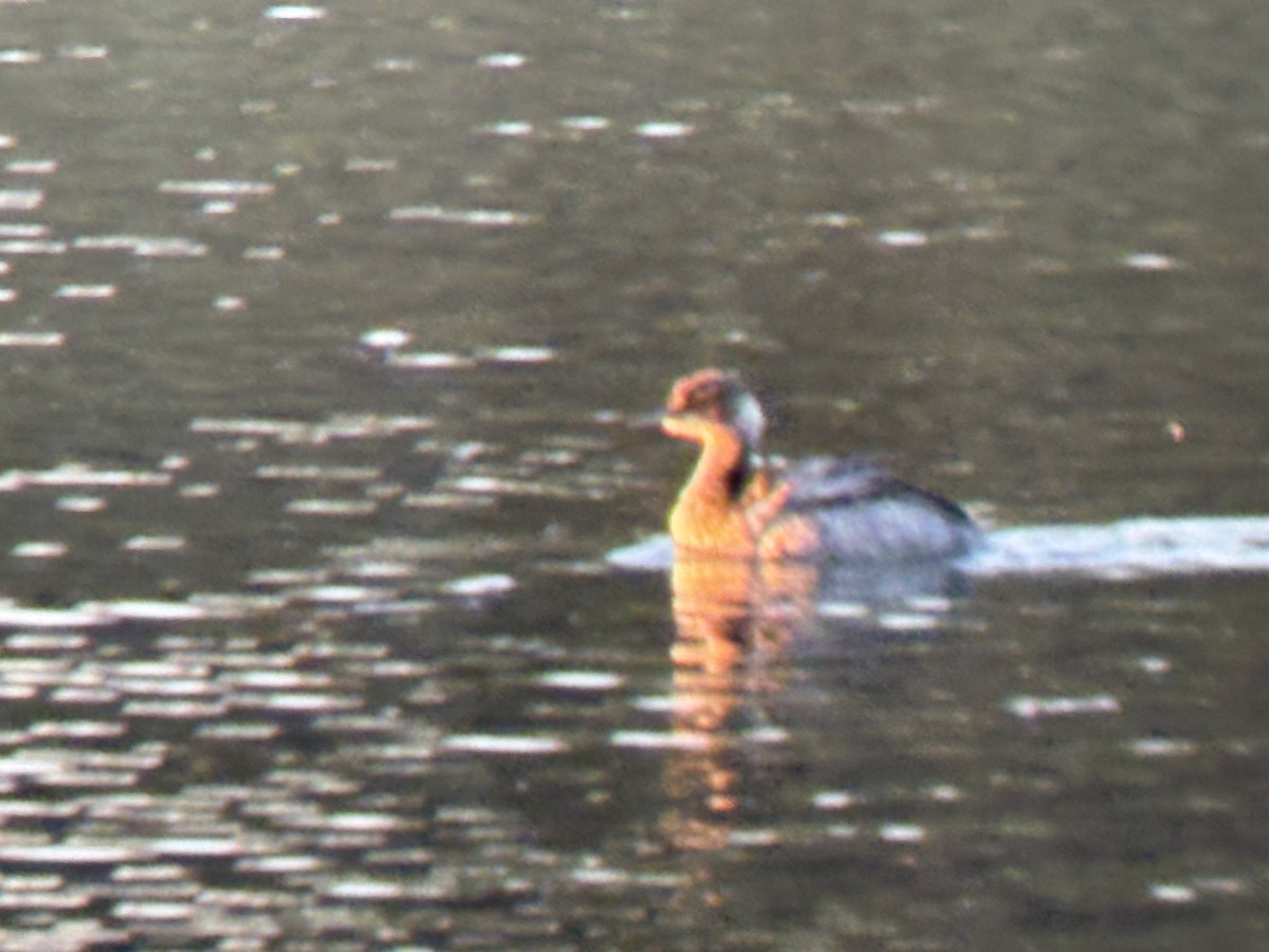 Eared Grebe - ML646828415