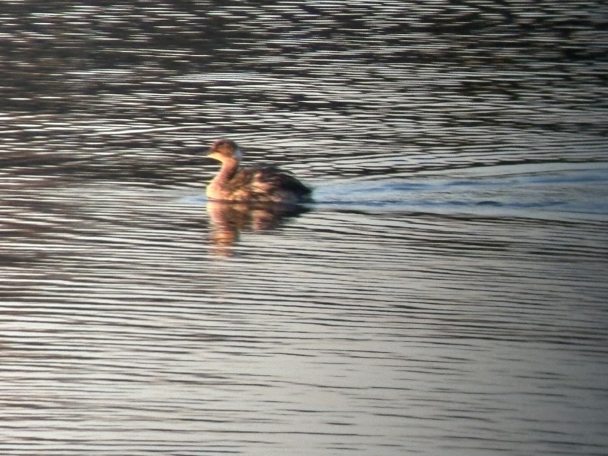 Eared Grebe - ML646828416