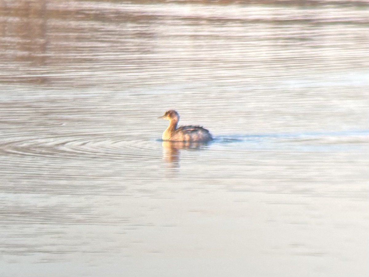 Eared Grebe - ML646828417