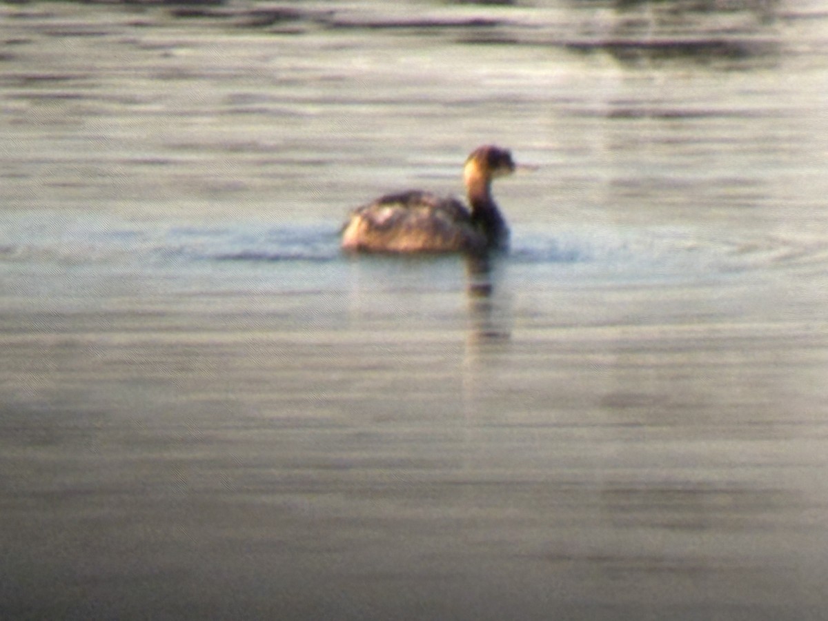 Eared Grebe - ML646828418