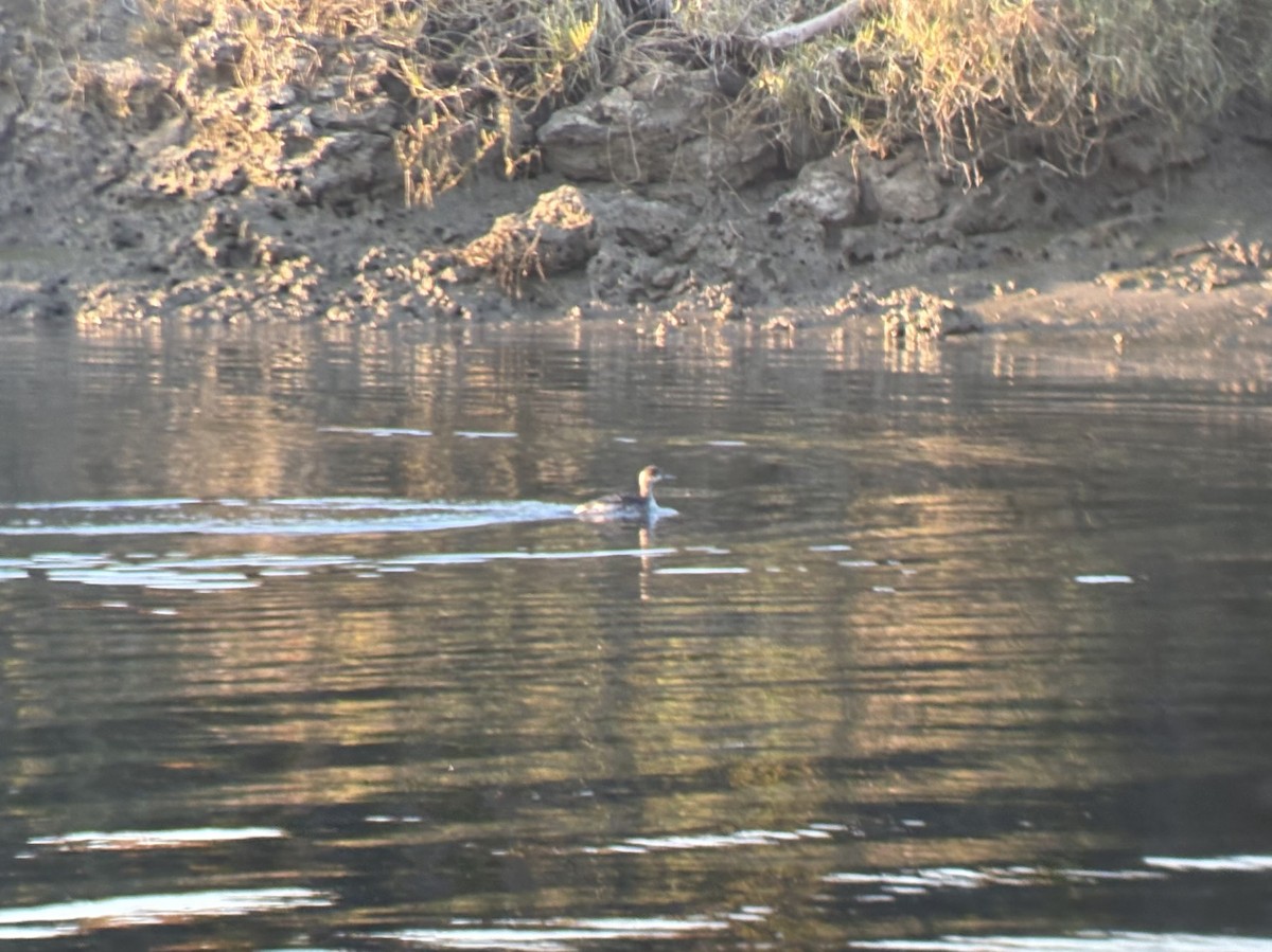 Rothalstaucher - ML646828422