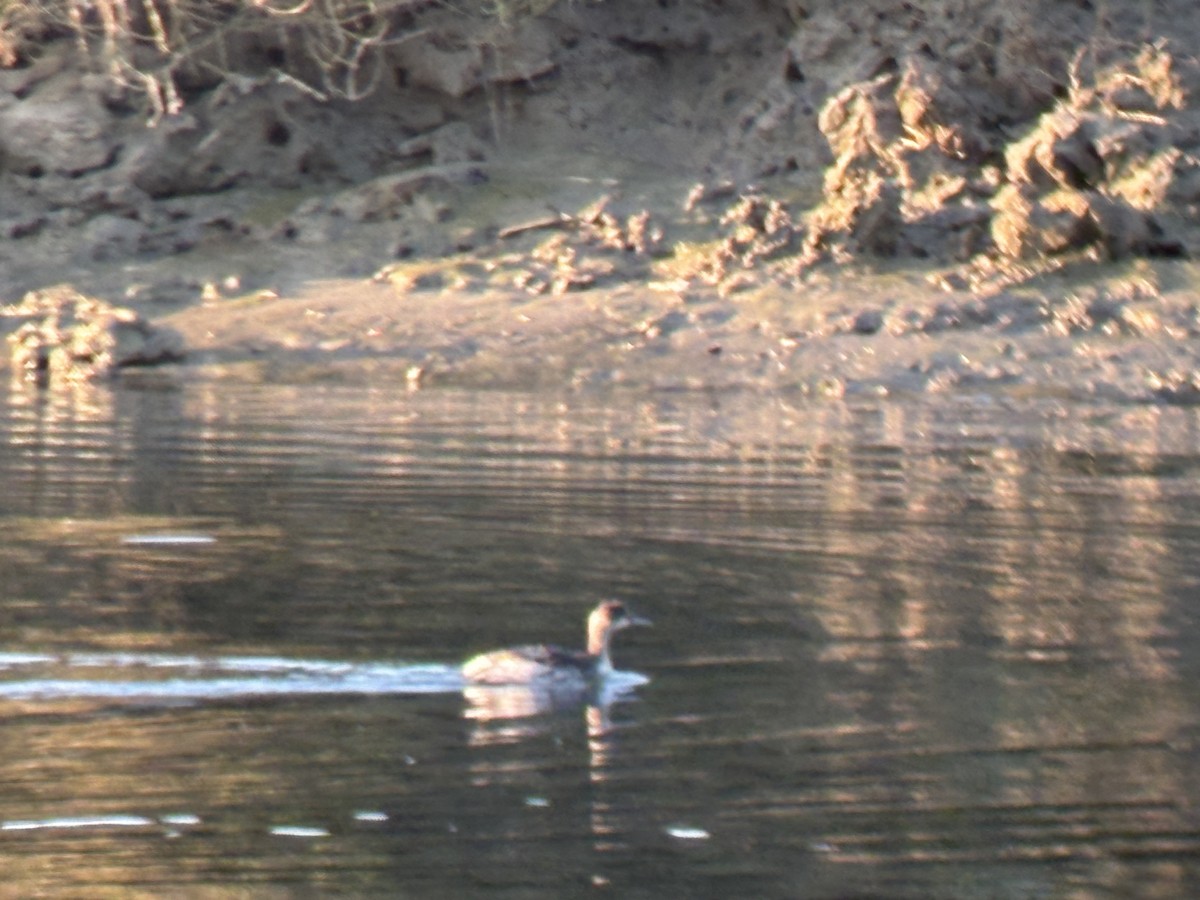 Rothalstaucher - ML646828423