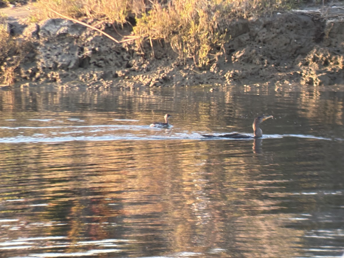 Rothalstaucher - ML646828424