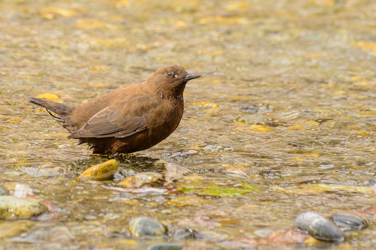 Brown Dipper - ML646828425