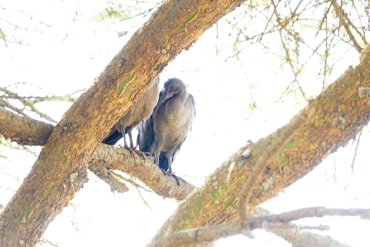 Hadada Aynağı - ML646828426