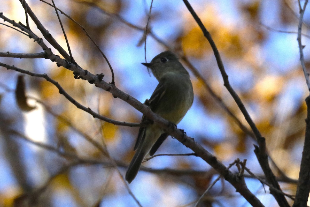 ハモンドメジロハエトリ - ML646828430