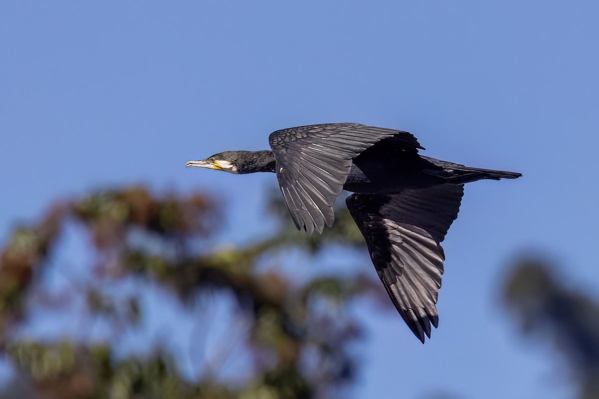 Great Cormorant - ML646828431